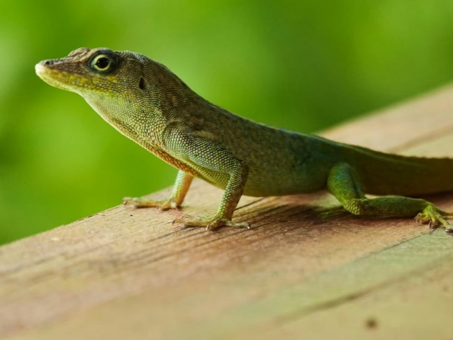 Anoli dans la forêt tropicale du nord de la Martinique