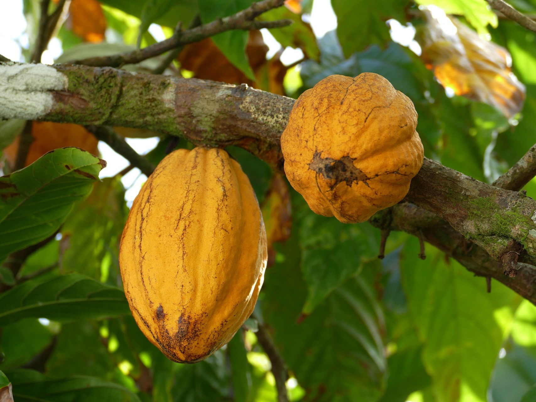 Découverte du cacao en Martinique