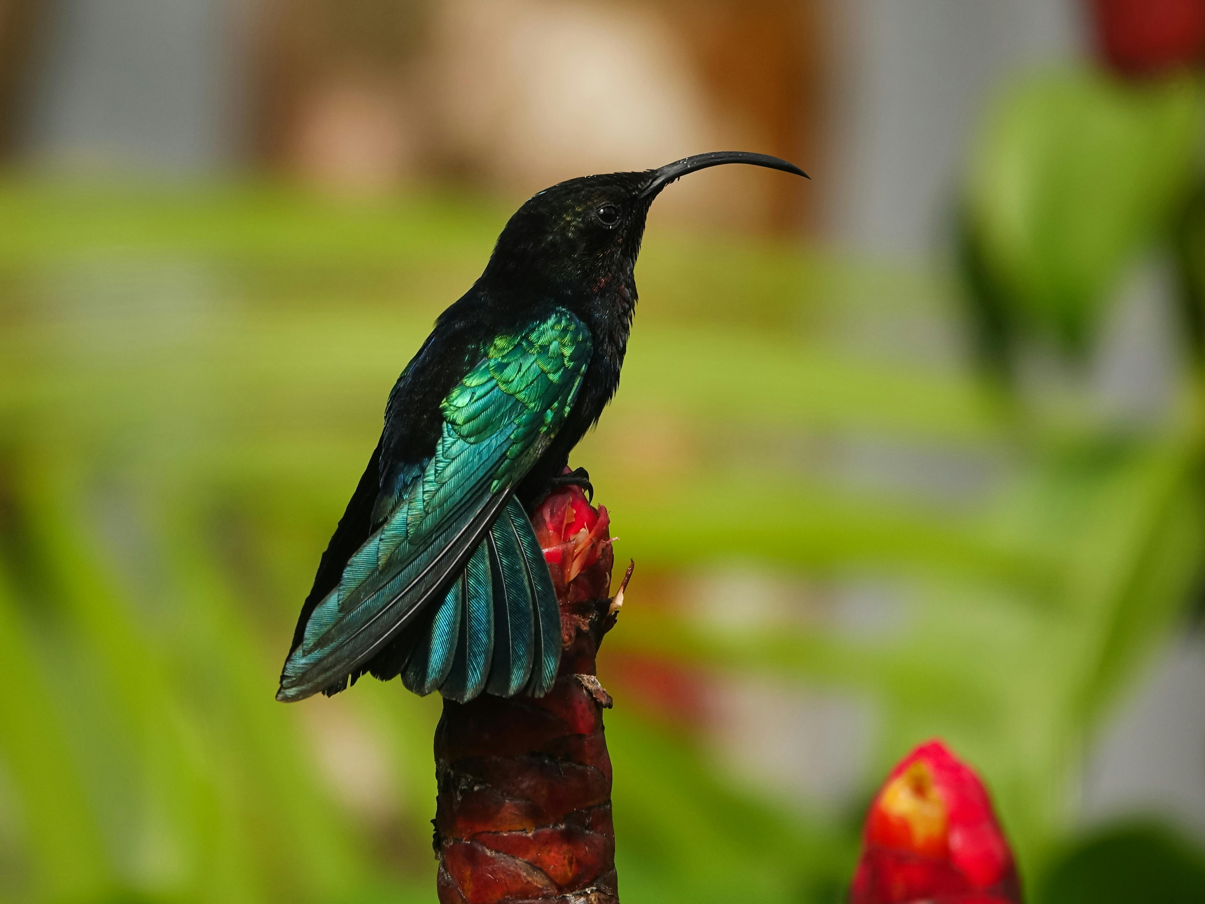 Colibri dans la végétation tropicale de Martinique