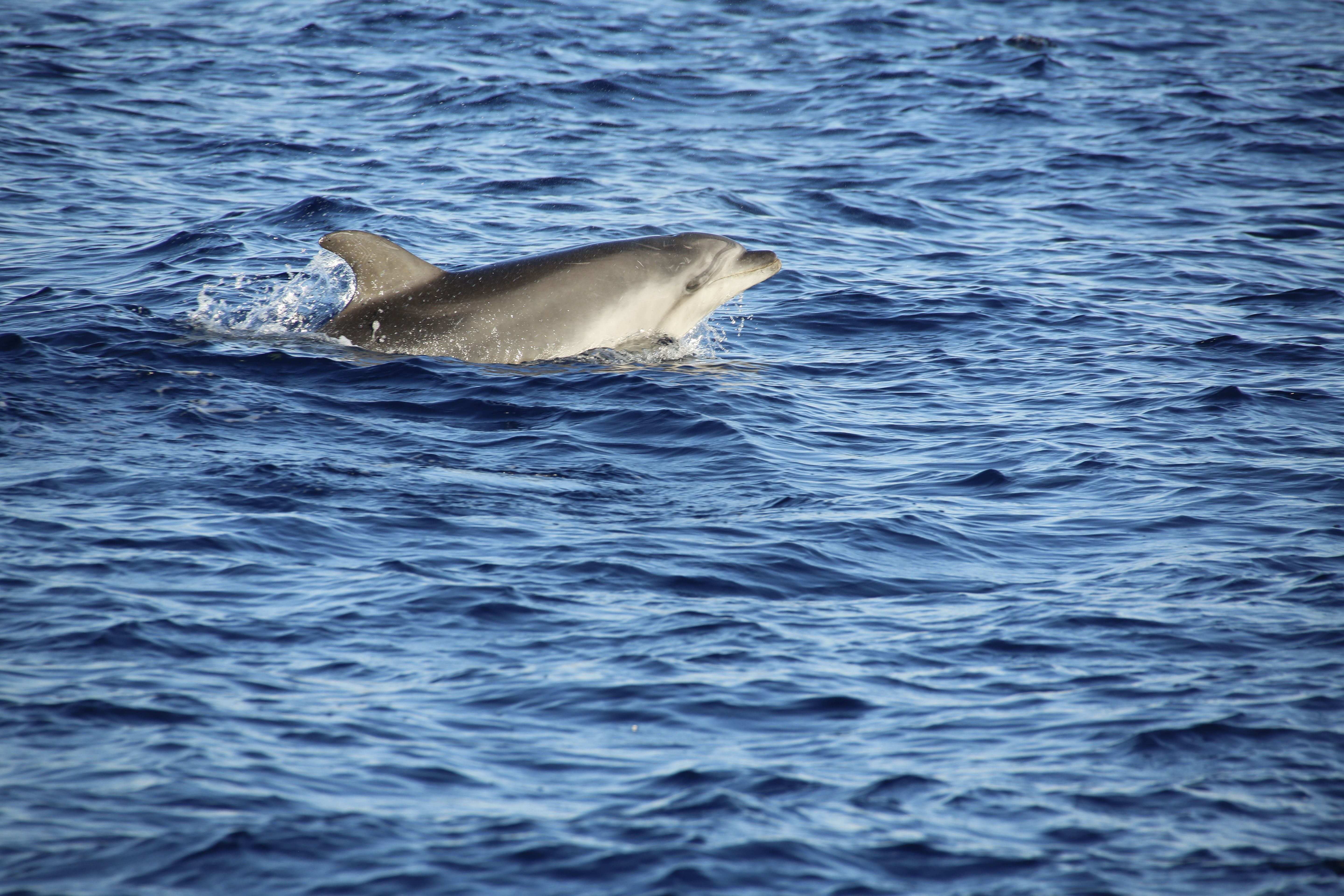 Dauphins et cétacés du Nord Martinique