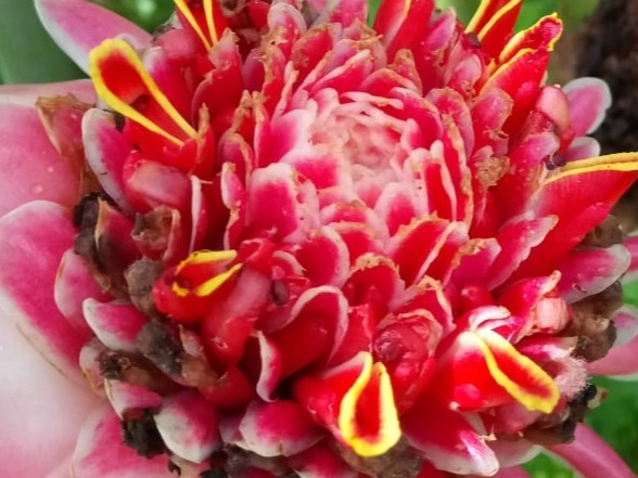 fleur tropicale forêt excursion nord Martinique 