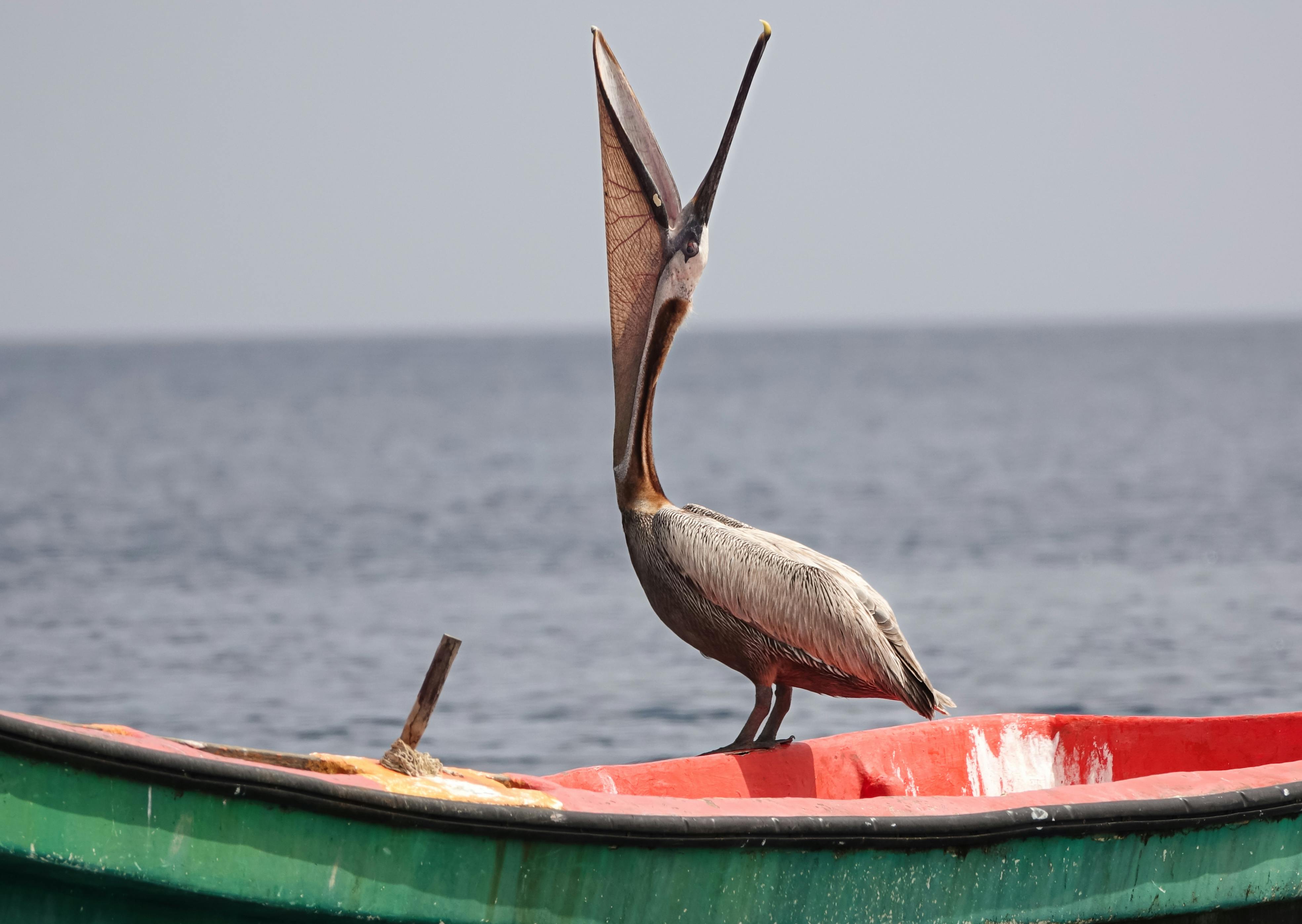 Pelican Saint pierre martinique 
