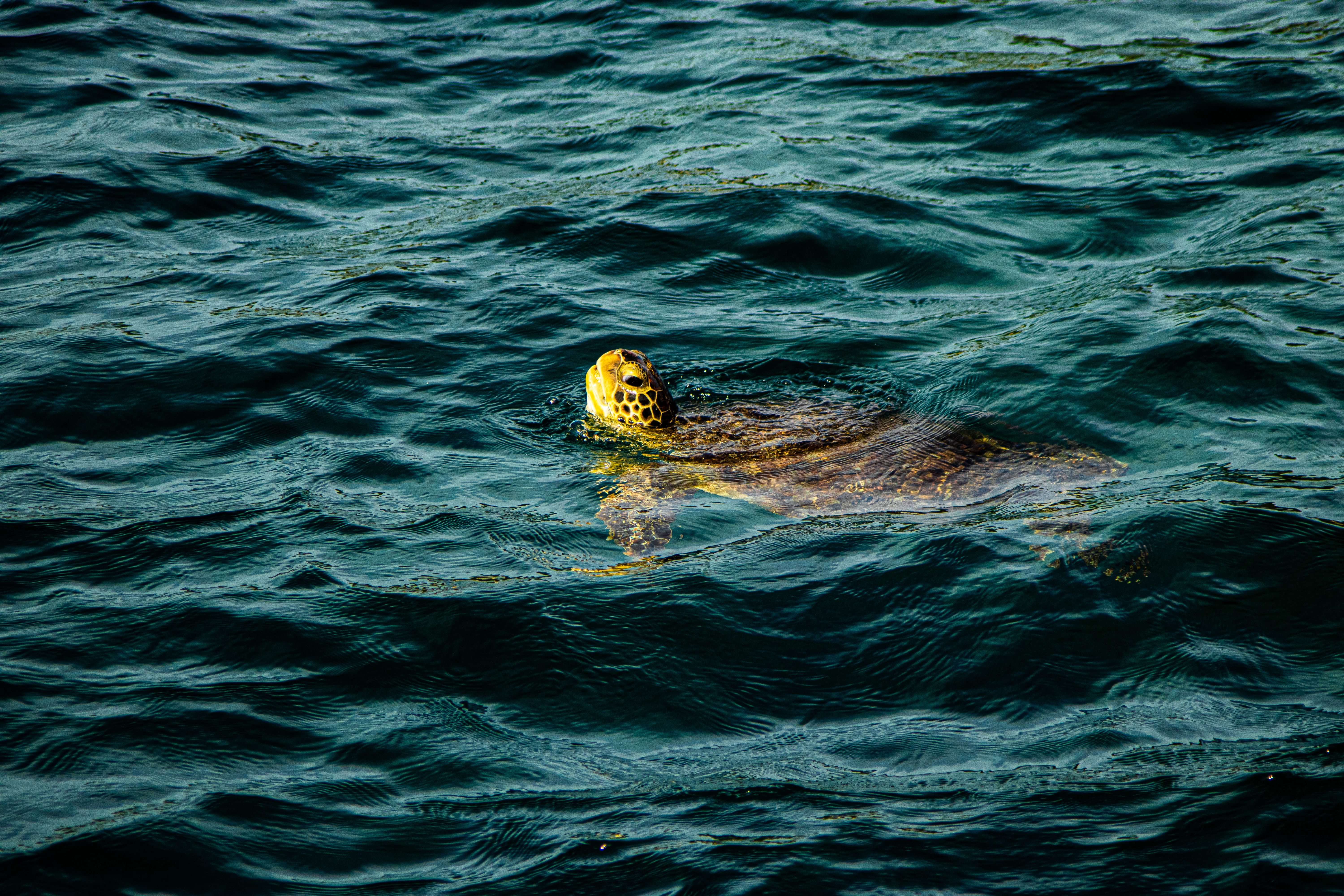 Tortues marines du Nord Martinique